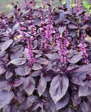 Agrodal Tarım Ata Tohumu Yerli Doğal Kokulu Mor Reyhan Turan 1000 Adet Sebze Tohumu