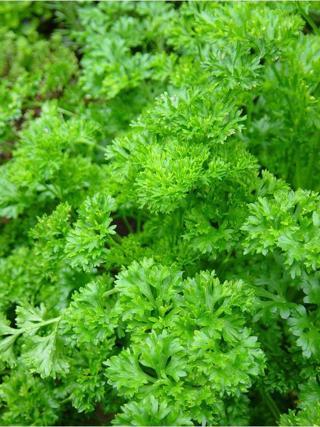 Agrodal Tarım Doğal Frenk Maydanozu Kıvırcık Maydanoz 500 Ad Tohum