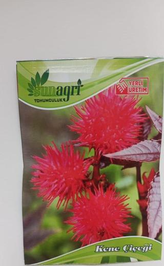 ByKurt Sunagri Kene Çiçeği Tohumu - Balkon & Bahçe İçin Tropikal ve Gösterişli