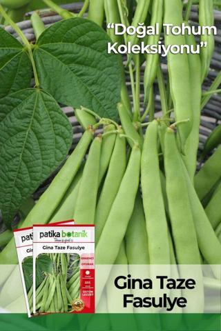50 Adet Gina Taze Fasulye Tohumu
