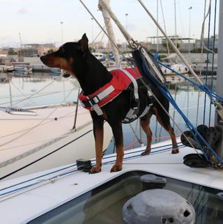 Lalizas COMFY KÖPEK CAN YELEĞİ , 40-80kg, XL,KIRM.