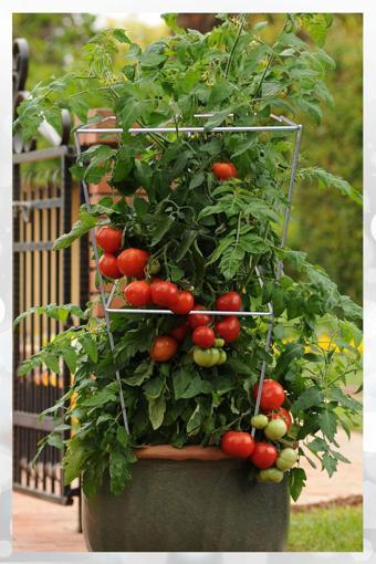 Aktepe Group Bitki Destek Kafesi 20 Adet Kare 74 Cm Domates Teli Bitki Tırmanma Kafesi Bitki Ve Çiçek Teli