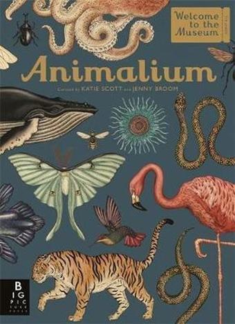 Animalium (Welcome To The Museum) - Jenny Broom - Kings Road Publishing