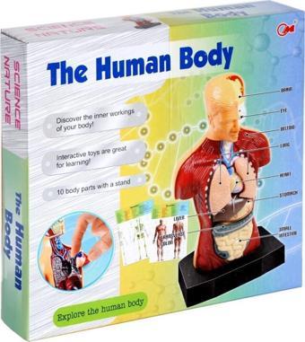 Asya Oyuncak  Human BODY - Vücut Maketli Eğitici Oyuncak Doktor SETİ