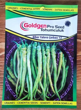 Azaklioglu Home And Garden Goldgen Pro Seed Biber Yalova Çorbacı