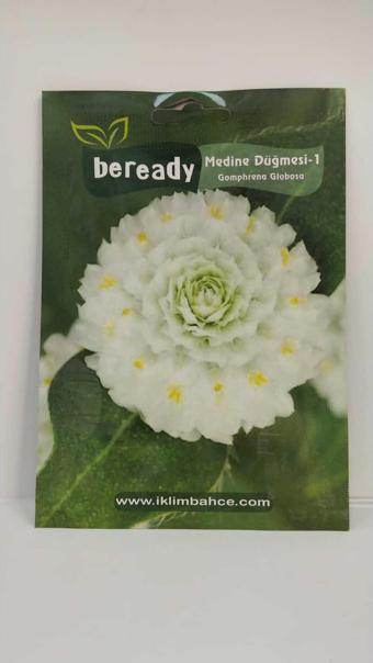 Medine Düğmesi Çiçeği Tohumu