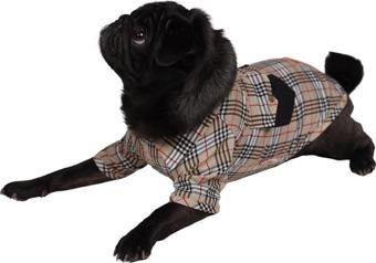 Pawstar Bej Plaid Bej Ekose Kedi Köpek Gömleği Kedi Köpek Kıyafeti 4XL