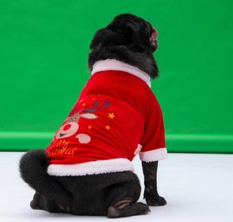 Pawstar Merry Christmas Küçük ve Orta Irk Köpek Sweati Köpek Kıyafeti - M