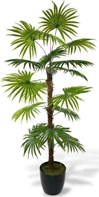 Netten Evime Yapay Ağaç Yelpaze Palmiye Fanpalm 16 Yaprak 115*55cm