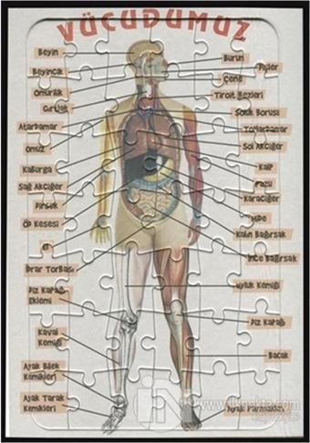 Ema Yap-Boz İnsan Vücudu 25x35 Yapboz Vücudumuzu Öğreniyoruz