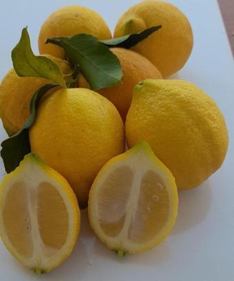 Elit Limon 2 kg bol sulu