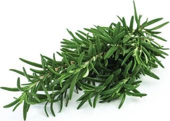 GÜLEN MARKET Doğal Taze Biberiye 100gr Fresh Rosemary