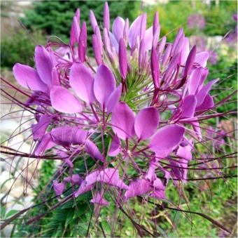 Örumcek Çiçeği *(Cleome Spinosa)