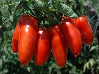 San Marzano Domates 25+ Tohum