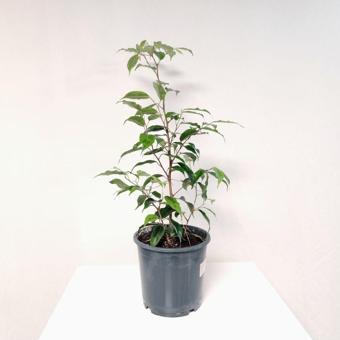 Gardenya Çiçekçilik Ficus Benjamin Yeşil Yaprak ( 30- 50 cm )