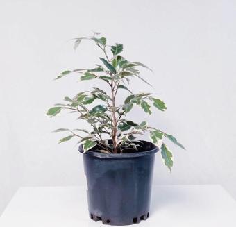 Gardenya Çiçekçilik Ficus Starlight - Alacalı  (25-40 cm )