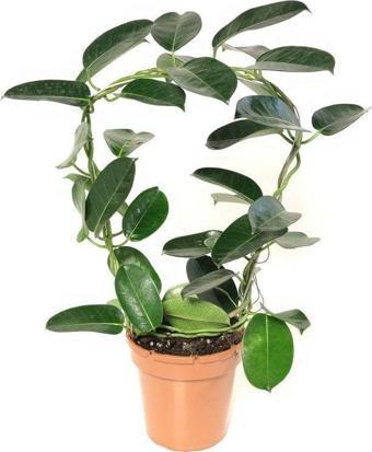 Gardenya Çiçekçilik Madagaskar Yasemini ( 40-50 cm)