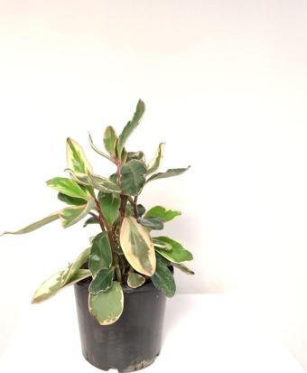 Gardenya Çiçekçilik Peperomia - Zümrüt Dalgası Çiçeği Alacalı ( 30- 40 cm )