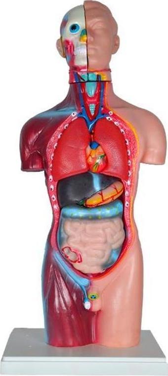 Temel Büyük İnsan Vücudu Modeli 45 Cm