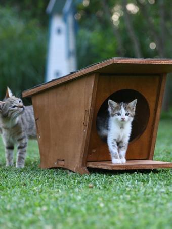 Mandu Ahşap Mini Kedi Evi (Yeni Doğan Evi)