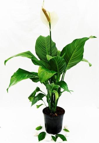 Gardenya Çiçekçilik	 Barış Çiçeği(Spathiphyllum) 40-50Cm