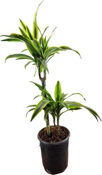 Gardenya Çiçekçilik	 Dracaena Lemon Lime 2 Li Gövde 60-70 Cm