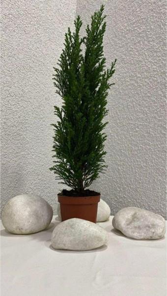 Gardenya Çiçekçilik	 Elwoodii Çamı Chamaecyparis Lawsoniana Ellwoodii 30-50 Cm