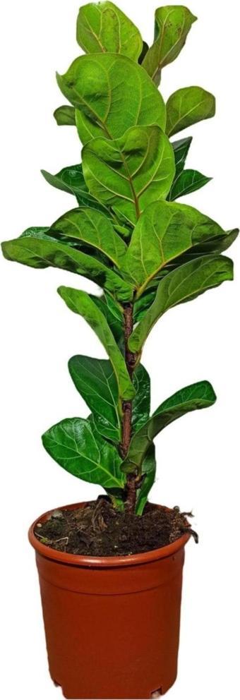 Gardenya Çiçekçilik	 Ficus Lyrata Bambino Keman Yapraklı Kauçuk Bitkisi 50-60 Cm