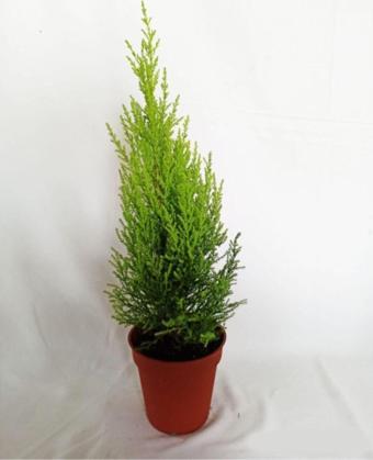 Gardenya Çiçekçilik	 Limoni Servi(Cupressus Macrocarpa ‘Goldcrest’),Limon Çamı 30-40Cm