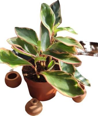 Gardenya Çiçekçilik	 Peperomia Çiçeği (Zümrüt Dalgası Çiçeği