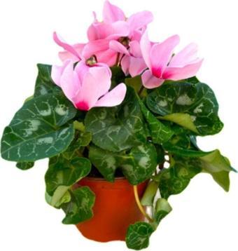 Gardenya Çiçekçilik	 Sıklamen Çiçeği Açık Pembe - Cyclamen 20-30 Cm