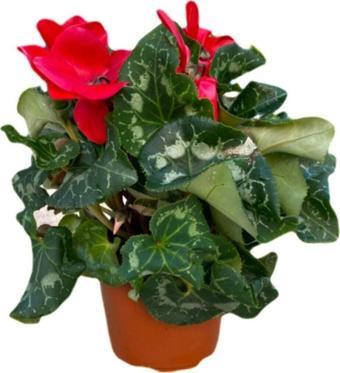 Gardenya Çiçekçilik	 Sıklamen Çiçeği Kırmızı - Cyclamen 20-30 Cm