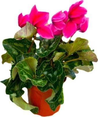 Gardenya Çiçekçilik	 Sıklamen Çiçeği Pembe - Cyclamen 20-30 Cm