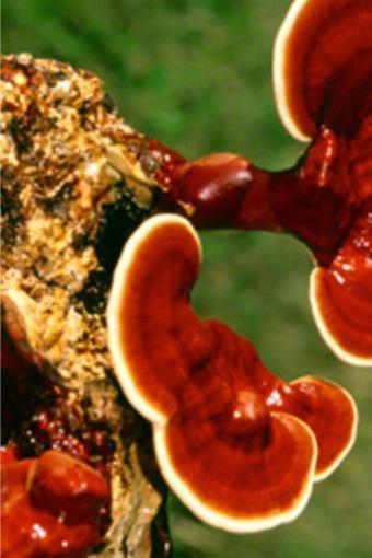 tohumcu kikizade Reishi Ganoderma Mantarı Miseli Tohumu +1000 Adet