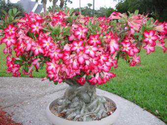 20 Adet Adenium Çöl Gülü Tohumu - Karışık Tohum