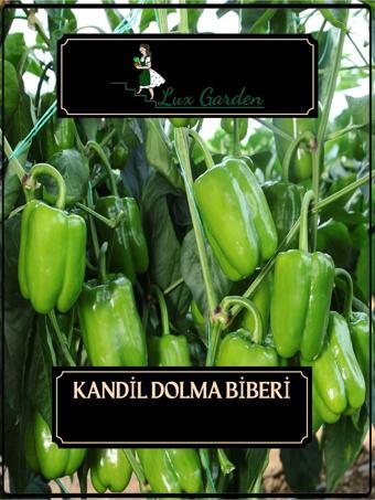 Lux Garden Kandil Dolma Tohumu 70 Adet