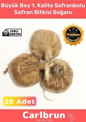 Premium Özel Dikime Hazır Yerli Üretim Büyük Boy 1. Kalite Safranbolu Safran Bitkisi Soğanı 20 Adet