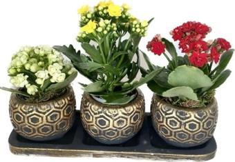 Çiçek Üçlü Gold Saksıda Kalanchoe