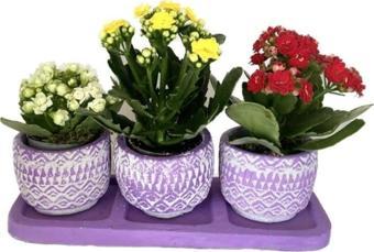 Çiçek Üçlü Mor Saksıda Kalanchoe