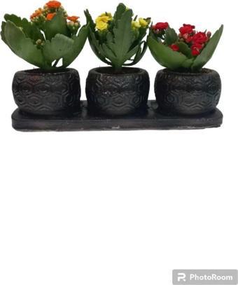 Çiçek Üçlü Siyah Saksıda Kalanchoe (Kalanşo) Çiçeği