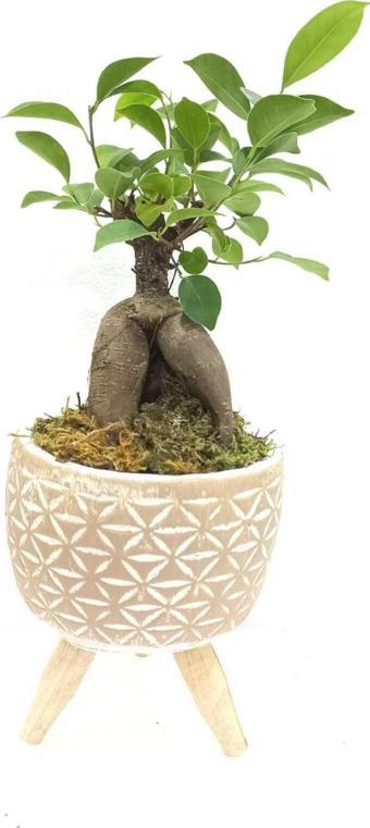 D'S Ahşap Ayaklı Yıldız Desenli Dekoratif Beton Saksıda Ficus Ging Seng Bonsai