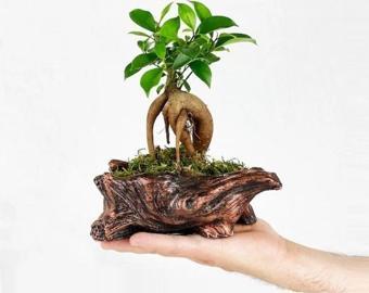 D'S Eskitme Kütük Saksıda Ficus Gingsey Bonsai