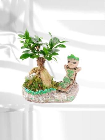 D'S Ficus Ginseng Bonsai & Tatilde Groot Tasarım