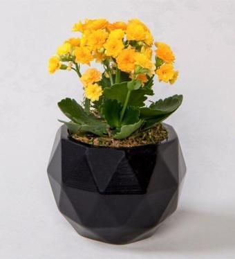 D'S Geometrik Siyah Saksıda Kalanchoe