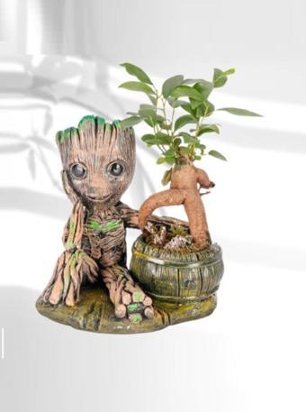 D'S Groot Serisi Mini Ficus Ginseng Bonsai