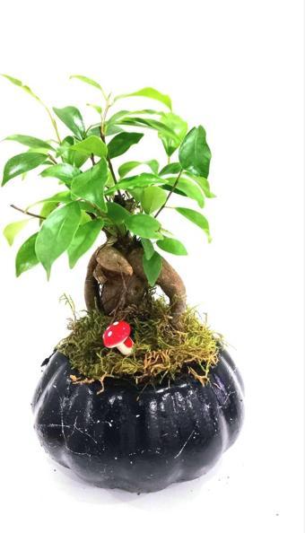 D'S Tasarım Ficus Ging Seng Bonsai