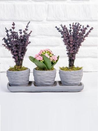 Sts Flower 3'Lü Saksıda Pembe Kalanchoe Ve Lavantalar