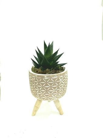 Sts Flower Ahşap Ayaklı Yıldız Desenli Dekoratif Beton Saksıda Büyük Boy 8,5'Luk Haworthia