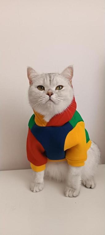 Kedi & Köpek Kıyafeti Sweatshirt Hoodie (Kapüşonlu) Model Colourful Tasma Delikli XS Beden