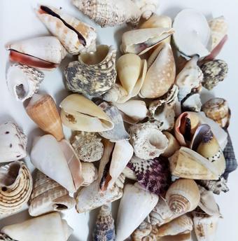 Mixed Shells Büyük Kiloluk Deniz Kabuğu (1 KG)